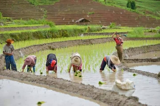 Best Seller! Doi Inthanon National Park Oneday Tour With the Highest Point - Improvement Areas