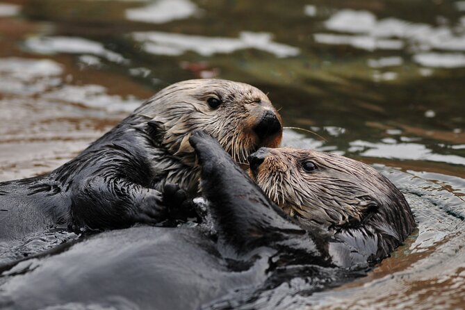 Best Whale Watching and Wildlife Shore Excursion in Sitka - Booking Information