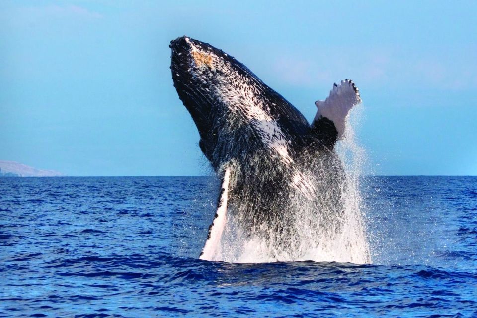 Big Island: Guaranteed Whale Watch A-Bay Waikoloa - Booking Information