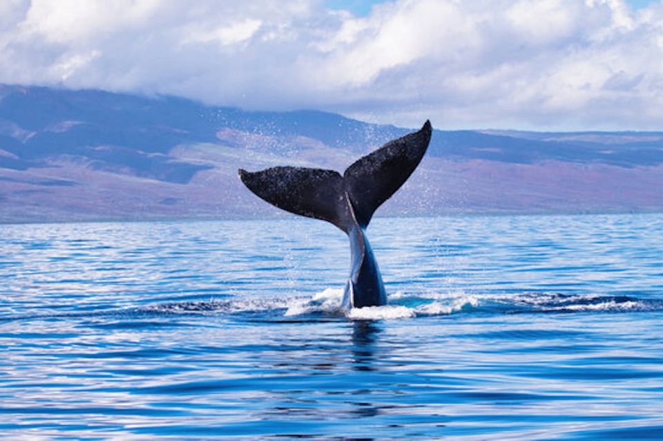 Big Island: Kona Whale Watching Tour - Additional Whale Watching Information