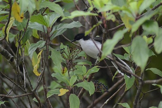 Bird Watching Doi Inthanon - Review Analysis Breakdown