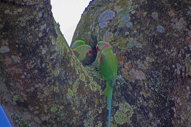Bird Watching Tours in Sinharaja Rain Forest - Booking Information