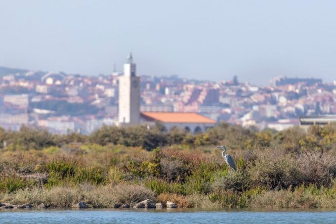 Birdwatching Boat Tour in the Tagus Estuary - Important Information