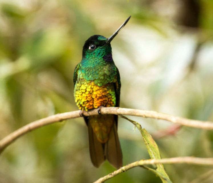 Birdwatching Day Tour at Chicaque Natural Park - Traveler Review and Feedback