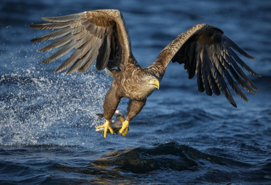 Bodø: RIB to Saltstraumen With a Sea Eagle Safari - Booking & Terms