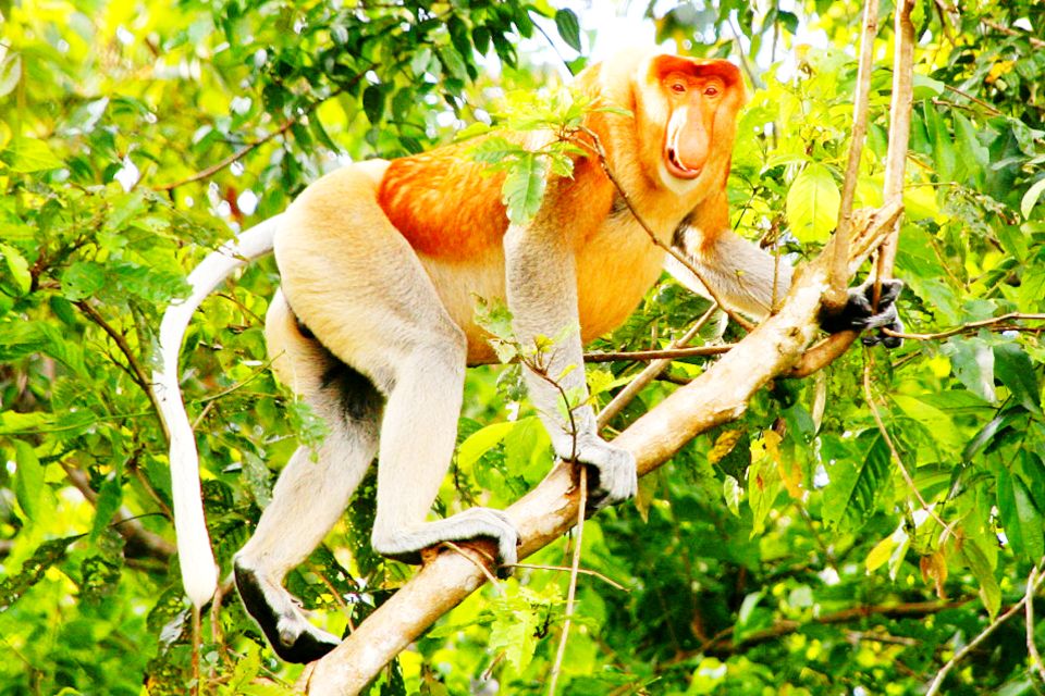 Bongawan Wetland: Proboscis Monkey and Fireflies Shared Tour - Booking Information