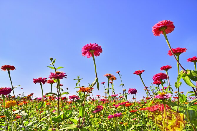 Bongpyeong Buckwheat Flower FestivalPyeongchang Zinnia Festival - Cultural Significance