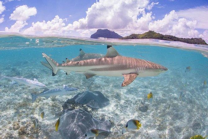 Bora Bora 4WD Tour & Eco Shark & Ray Snorkel Cruise - Booking and Cancellation Information