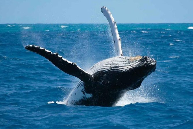 Bora Bora Private Half-Day Whale-Watching Tour - Customer Reviews