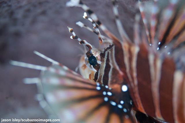 Borneo 3-Dive Scuba Diving Day Trip in Kota Kinabalu - Customer Reviews and Feedback