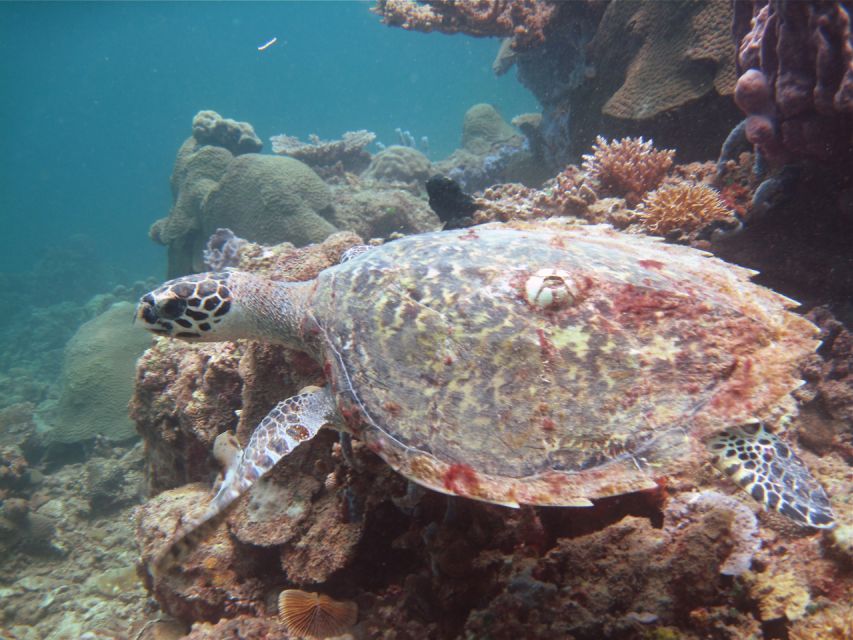 Borneo Full Day Try Dive (2 Dives) for Beginners - Restrictions and Requirements