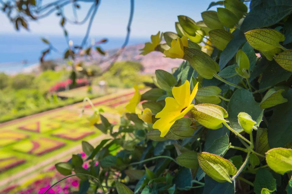 Botanical Garden & Funchal Old Town Private Tuk Tuk Tour - Customer Reviews