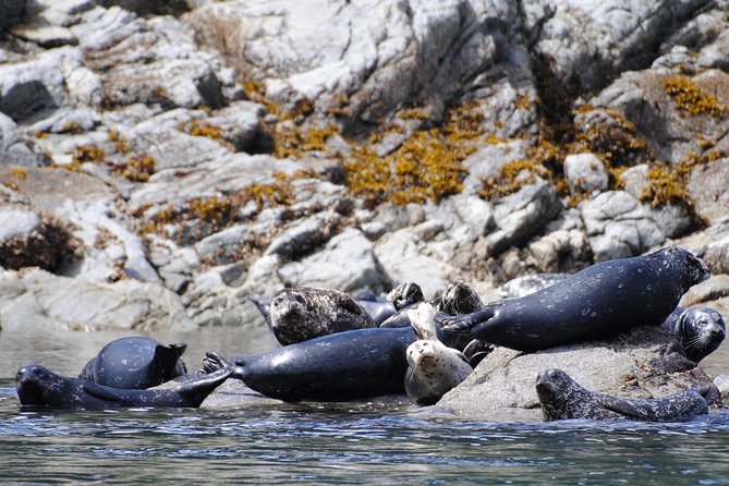 British Columbia: Salish Sea Half-Day Whale and Wildlife Tour  - Vancouver Island - Cancellation Policy