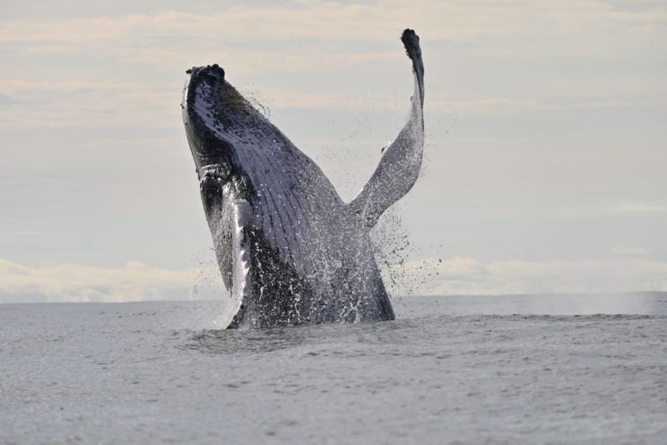 Buenaventura: Whale Watching Trip With Overnight Stay - Highlights of the Trip