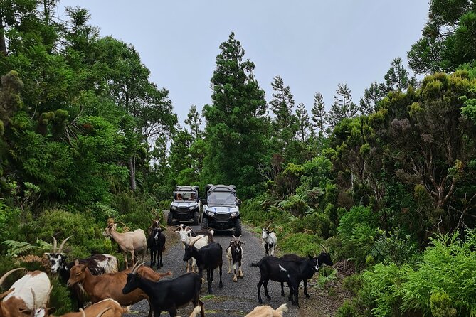 BUGGY TOUR - West / Center of the Island (Off-Road) - Guide and Assistance