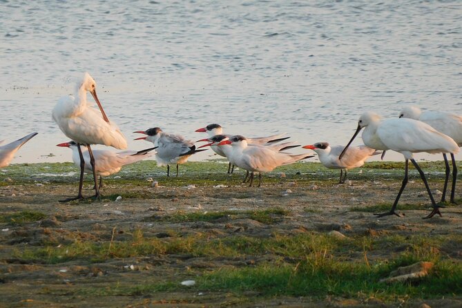 Bundala National Park Safari (5 Hours) PRIVATE TOURS - 2 Sessions - Cancellation Policy and Options