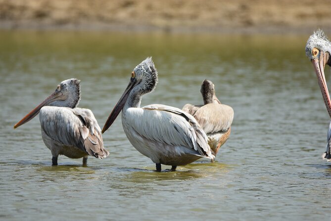 Bundala National Park Small-Group Half-Day Tour  - Yala National Park - Pricing Details