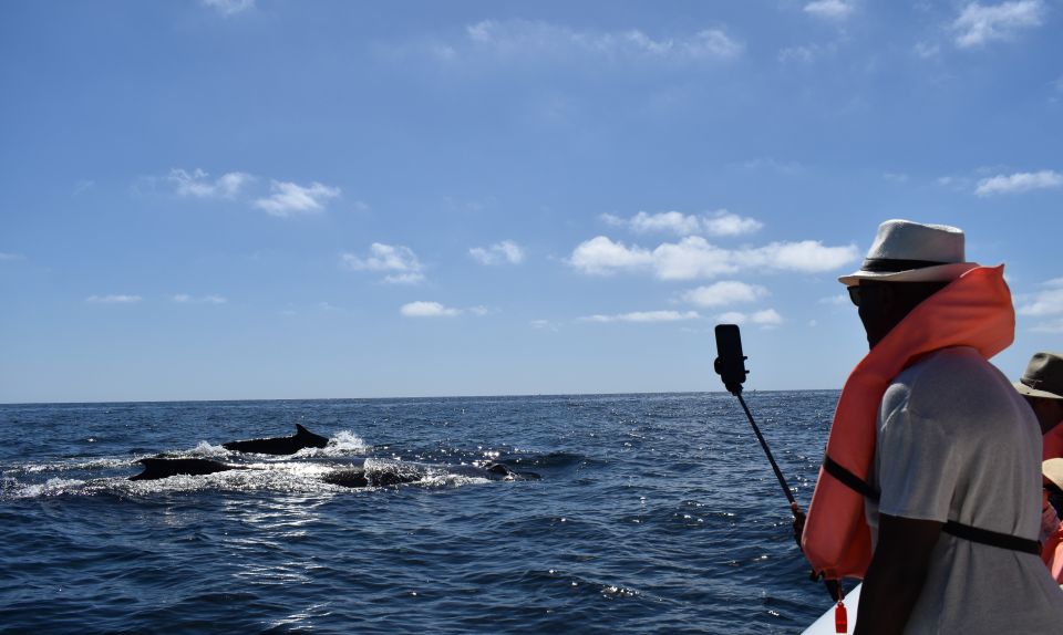 Cabo: 2-Hour Whale Watching Boat Ride With Free Pictures - Reservation and Payment