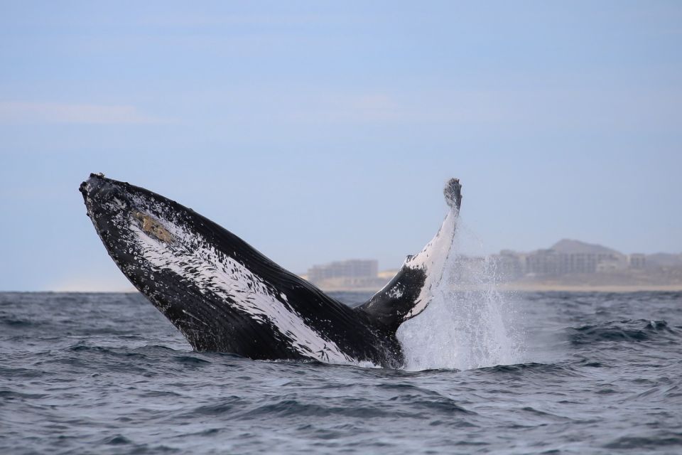 Cabo San Lucas: 2-Hour Whale Watching Adventure - Key Points