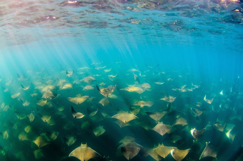 Cabo San Lucas: Cabo Pulmo Snorkeling Expedition - Important Notes