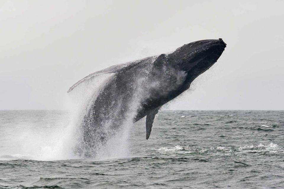 Cabo San Lucas: Humpback Whale Watching Experience - Whale Sightings Season