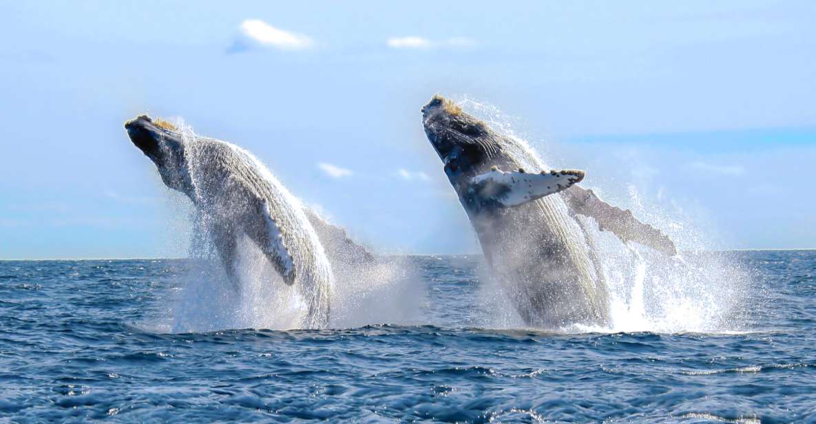 Cabo San Lucas: Luxury Catamaran Whale Watching Experience - Additional Information
