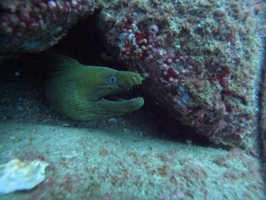 Cabo San Lucas: Scuba Diving at 2 Local Sites in Cabo Bay - Safety Precautions