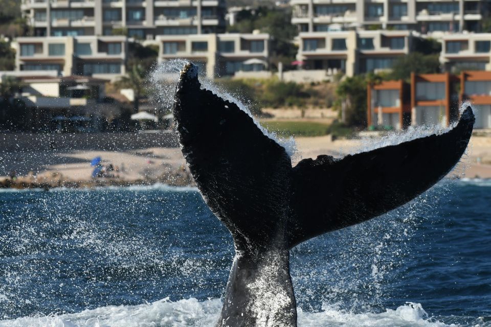Cabo San Lucas: Up Close Whale Watching Small Group Tour - Expert Guides and Small Groups