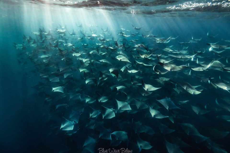 Cabo San Lucas:Ocean Safari in the Pacific and Sea of Cortez - Close Encounters With Marine Giants