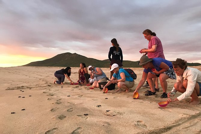 Cabo Sea Turtles Release With Marine Biologist  - Cabo San Lucas - Additional Information