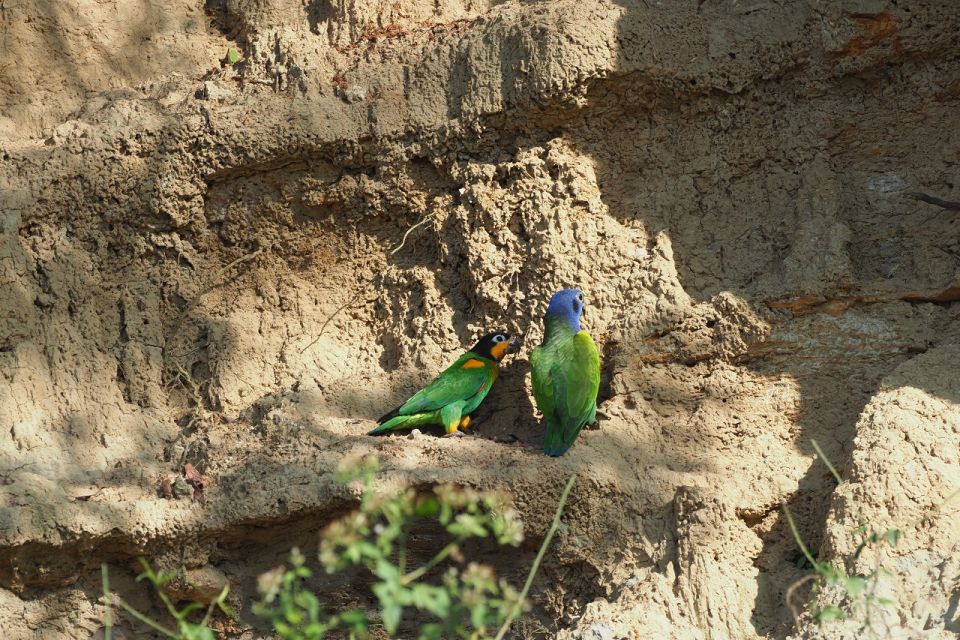 Cachuela's Parrots Claylick, Collpa Cachuela - Birdwatching Enthusiasts Ideal Location