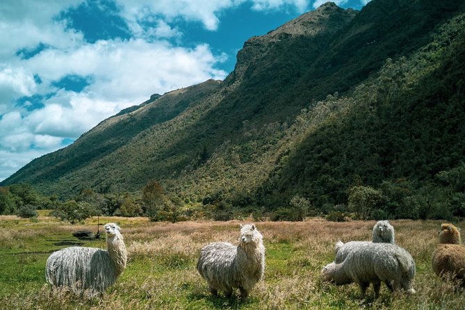 Cajas National Park Remote Valley Private Tour From Cuenca - Last Words