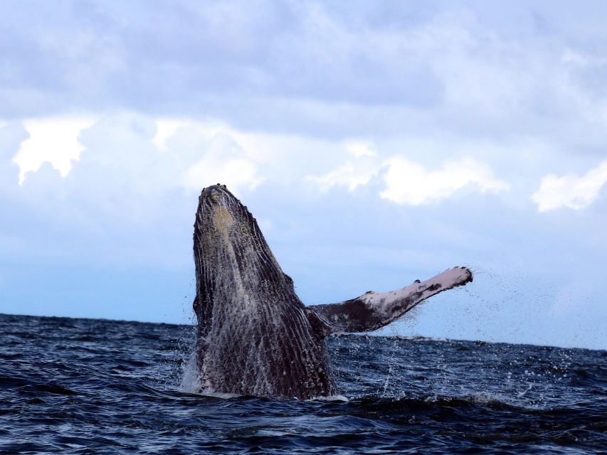 Cali: Whale Watching in the Colombian Pacific Coast - Inclusions
