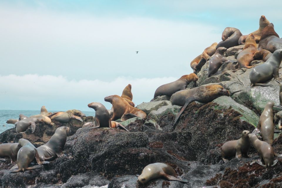 Callao: Swimming With Sea Lions Palomino Islands Boat Tour - Reservation & Payment Options