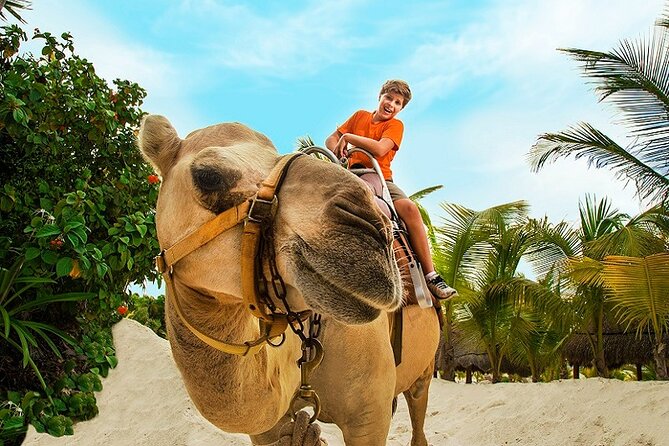 Camel Caravan Expedition and Beach Club With Transportation in Riviera Maya - Viator Information Overview