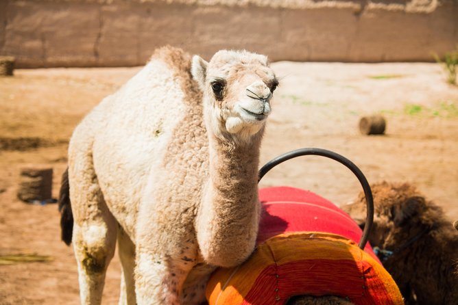 Camel Ride and Quad Biking With Fresh Mint Tea - Interacting With Fellow Travelers