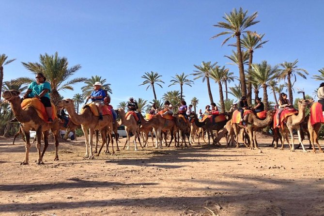 Camel Ride in Marrakech Palm Grove - Cancellation Policy Overview