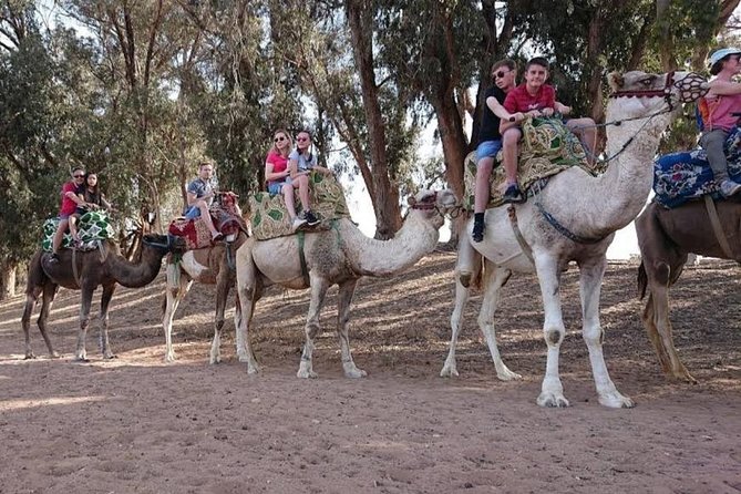 Camel Riding - Tips for a Memorable Camel Riding Experience