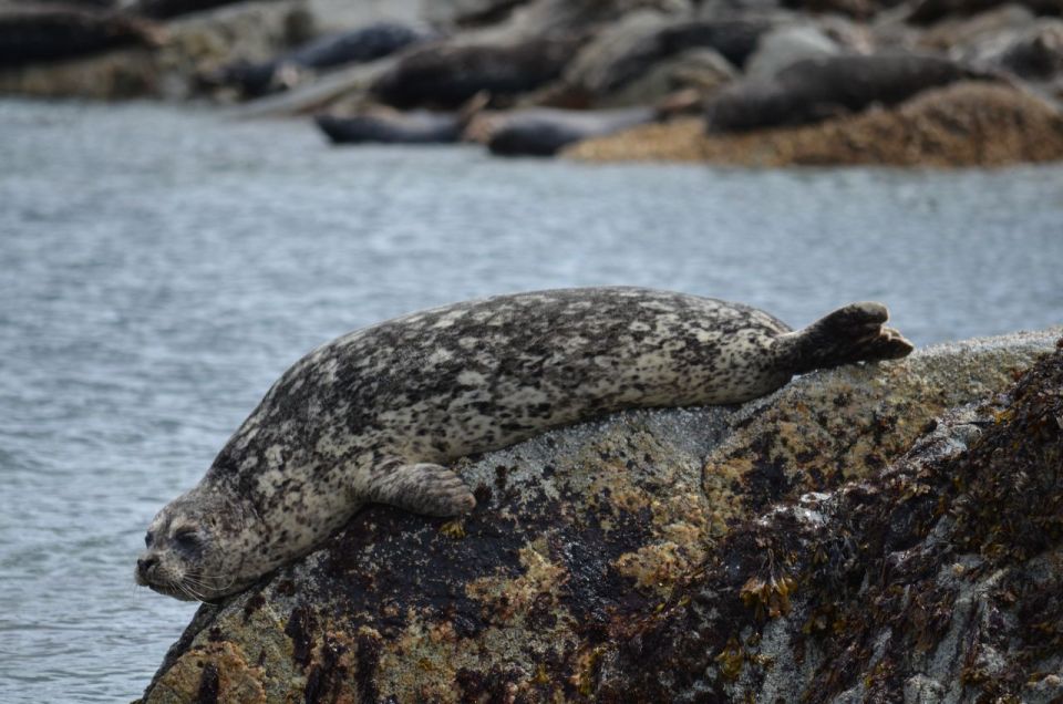 Campbell River: 6-Hour Whale Watching Boat Tour - Customer Reviews