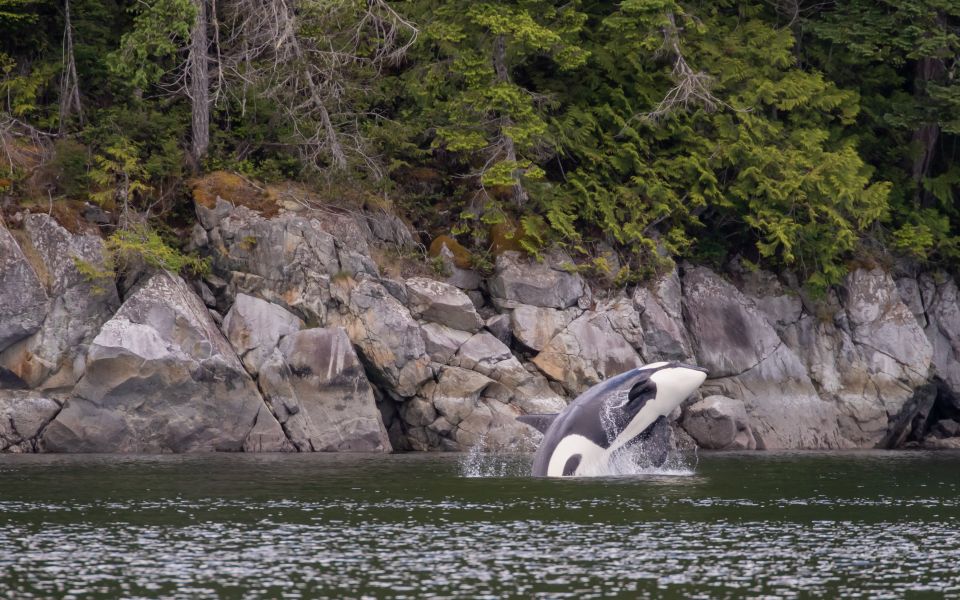 Campbell River: Discovery Passage Wildlife Zodiac Boat Tour - Wildlife Encounters