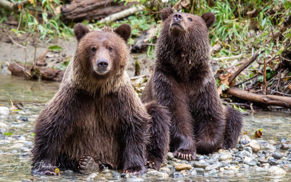 Campbell River: Full-Day Grizzly Bear Tour - Important Recommendations