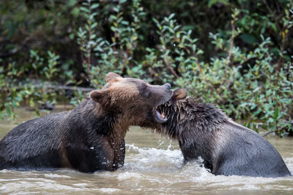 Campbell River: Grizzly Bear-Watching Tour With Lunch - Bear Viewing Season