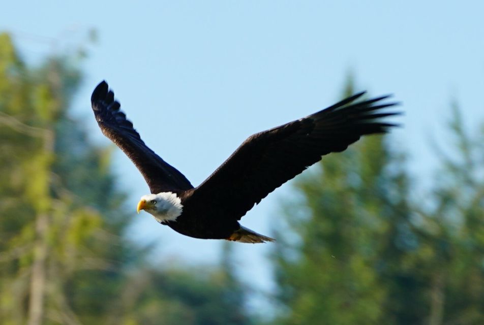 Campbell River: Salish Sea Whale Watching Adventure - Important Participant Information