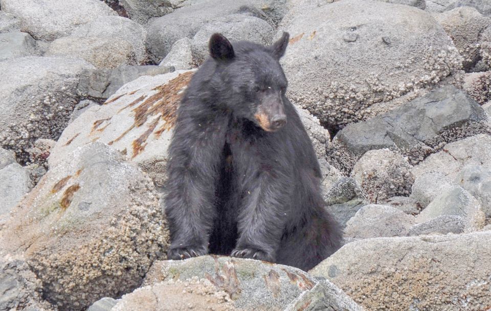 Campbell River: Spring Bear Watching & Waterfalls Boat Tour - Important Information