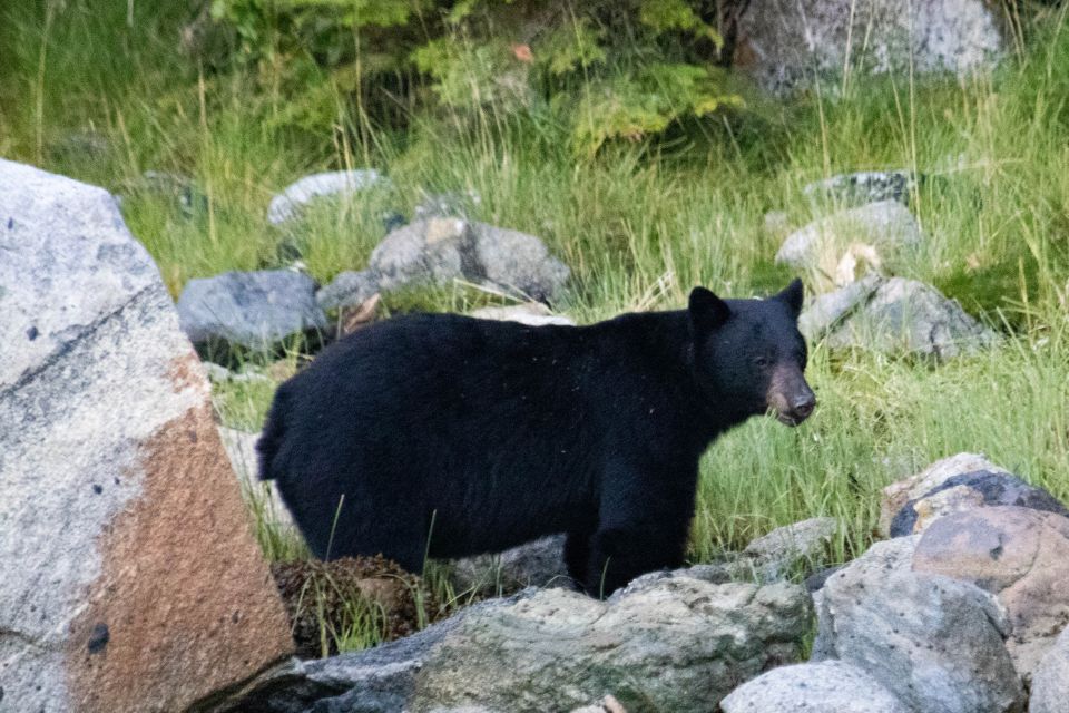 Campbell River: Waterfall and Wildlife Guided Boat Tour - Last Words