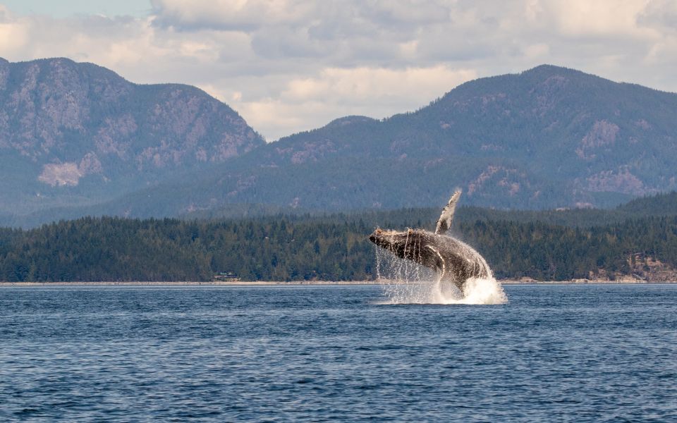 Campbell River: Whale Watching Covered Boat Tour With Lunch - Location Information