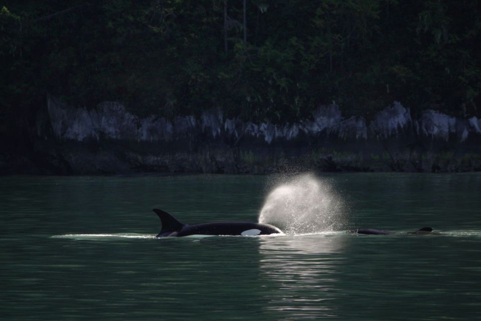 Campbell River: Whale & Wildlife Discovery Cruise - Inclusions