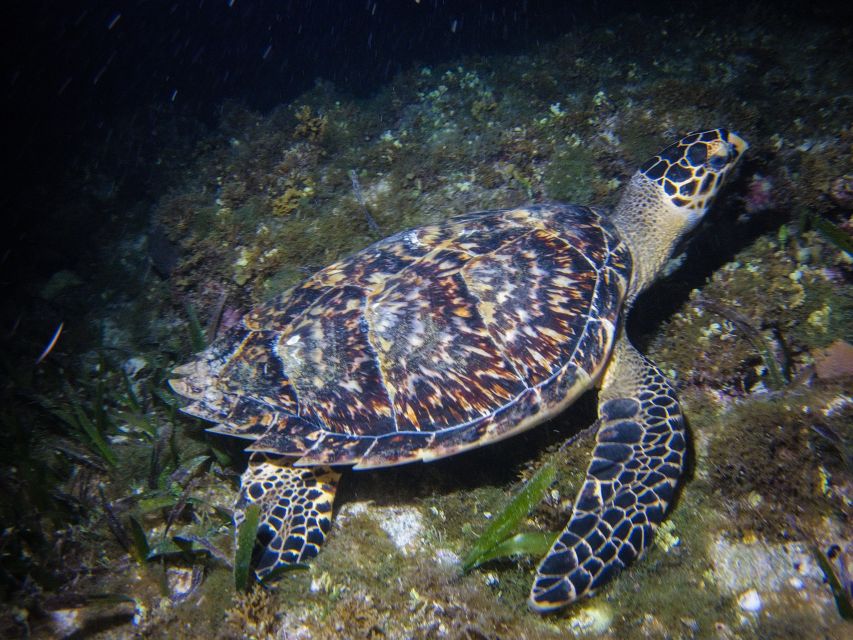 Cancun: Moonlight Snorkeling Tour With Transfer - Logistics for Moonlight Snorkeling Tour