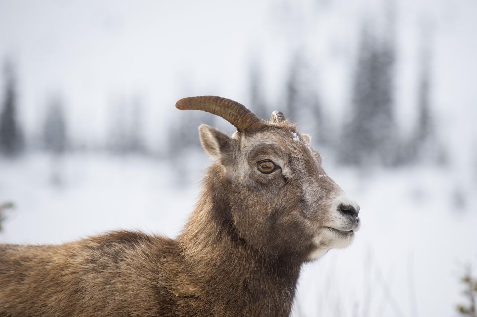 Canmore: NEW - Famous Mountains / Photo Safari Drive - 4hrs - Guided Walk and Wildlife Viewing