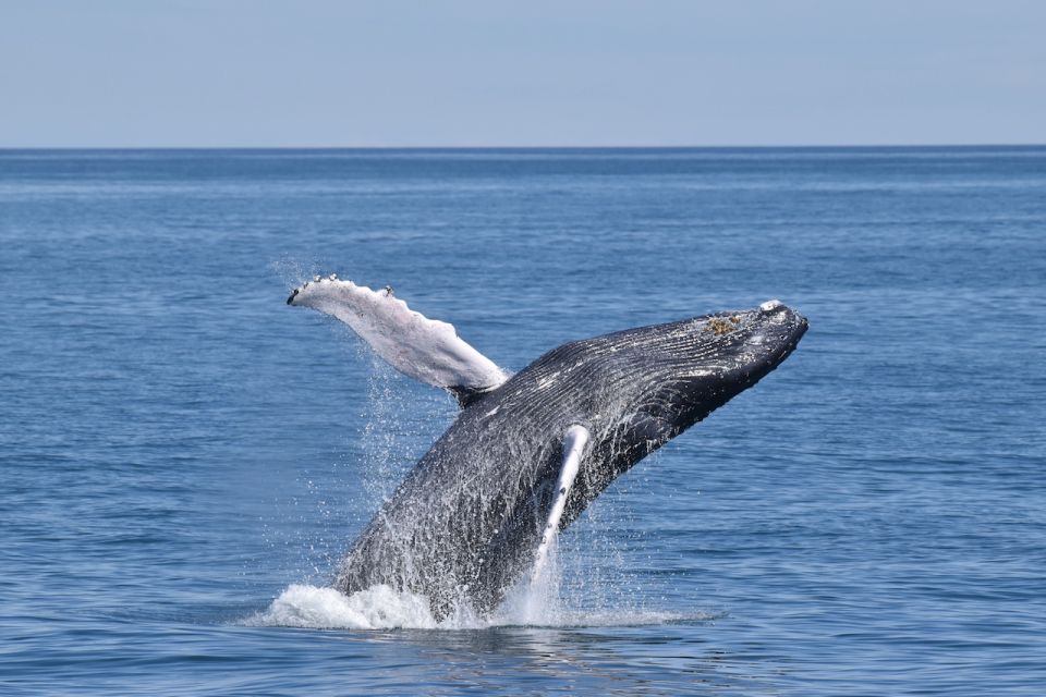 Cape May: Scenic Whale and Dolphin Watching Cruise - Wildlife Encounters